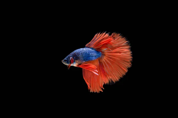 Belo Colorido Peixe Betta Siamês — Fotografia de Stock