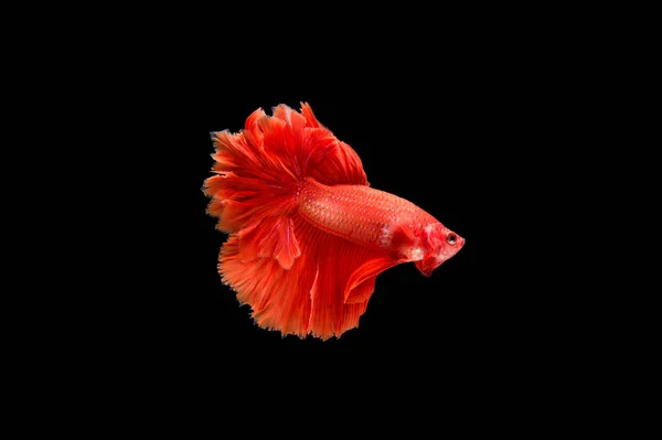 Beautiful Colorful Siamese Betta Fish — Stock Photo, Image