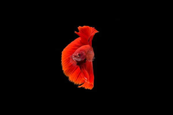 Prachtige Kleurrijke Siamese Betta Vis — Stockfoto