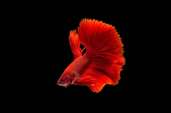 Beautiful Colorful Siamese Betta Fish — Stock Photo, Image