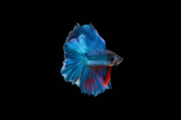 Hermoso Colorido Pez Betta Siamés —  Fotos de Stock