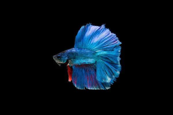 Hermoso Colorido Pez Betta Siamés — Foto de Stock