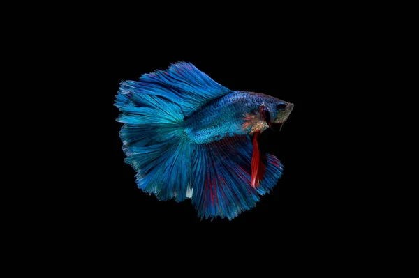 Prachtige Kleurrijke Siamese Betta Vis — Stockfoto