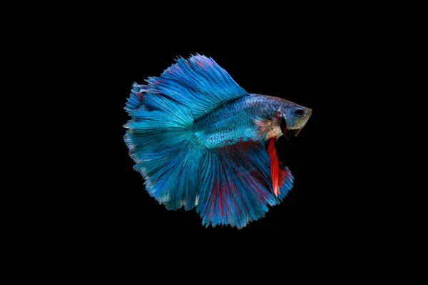 Красивий Барвистий Сиамської Риби Бета — стокове фото