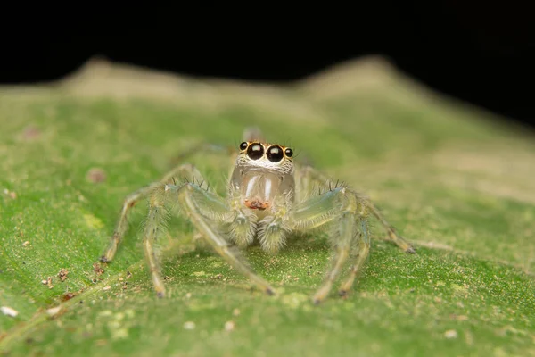 Saltando Aranha Predador Habitat Natureza — Fotografia de Stock