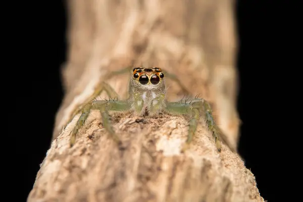 Άλμα Αρπακτικό Αράχνη Φυσικό Ενδιαίτημα — Φωτογραφία Αρχείου