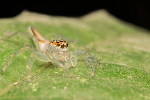 Springen Spin Roofdier Natuur Habitat — Stockfoto