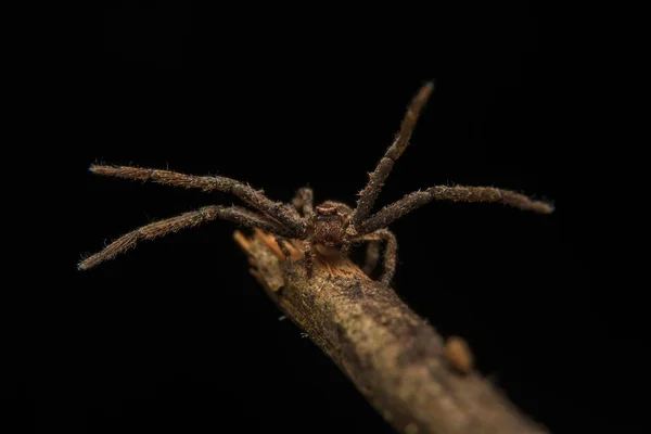 Saltar Araña Depredador Hábitat Naturaleza —  Fotos de Stock