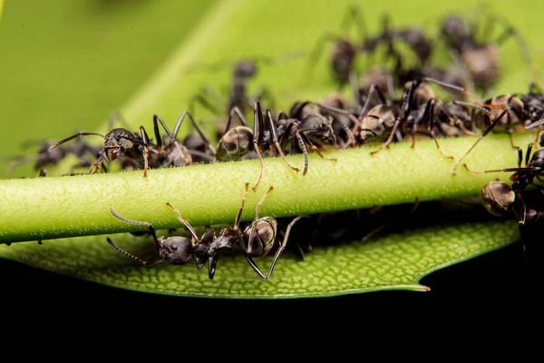 Saltar Araña Depredador Hábitat Naturaleza —  Fotos de Stock