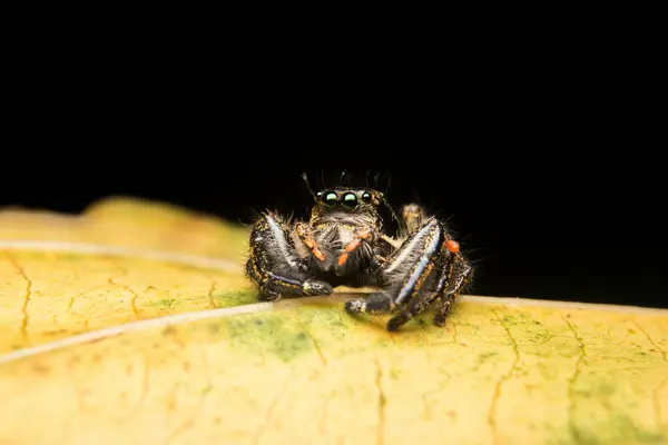 Jumping Păianjen Prădător Natura Habitat — Fotografie, imagine de stoc