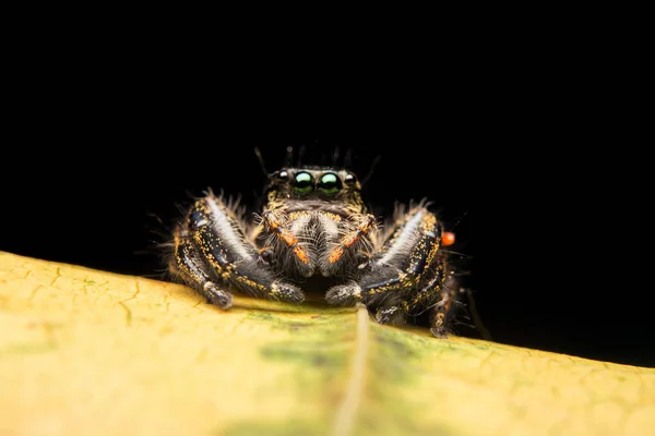 Springen Spin Roofdier Natuur Habitat — Stockfoto