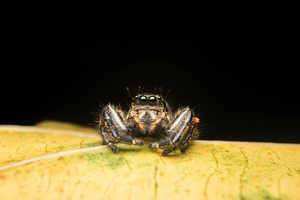 Skákající Pavouk Dravec Přírodní Prostředí — Stock fotografie