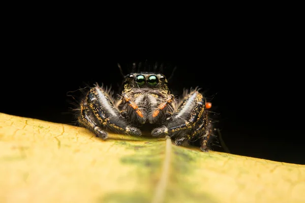 Sıçrayan Örümcek Yırtıcısı Doğa Habitatı — Stok fotoğraf