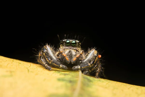 Saltando Aranha Predador Habitat Natureza — Fotografia de Stock