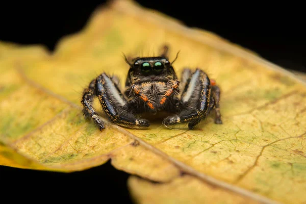 Saltar Araña Depredador Hábitat Naturaleza —  Fotos de Stock