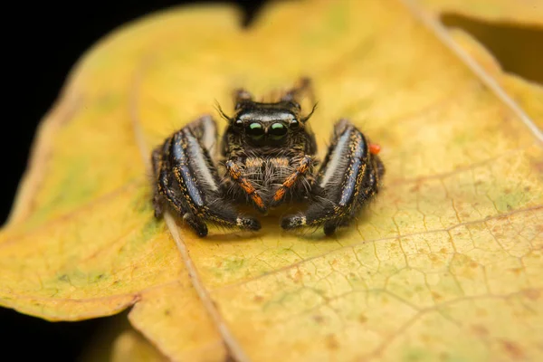 Skákající Pavouk Dravec Přírodní Prostředí — Stock fotografie