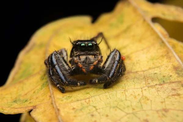 Sıçrayan Örümcek Yırtıcısı Doğa Habitatı — Stok fotoğraf