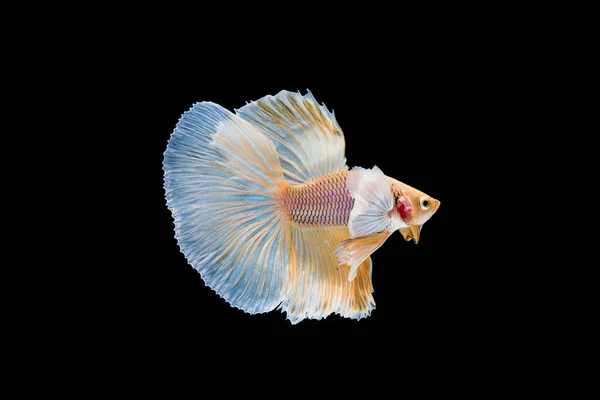 Prachtige Kleurrijke Siamese Betta Vis — Stockfoto