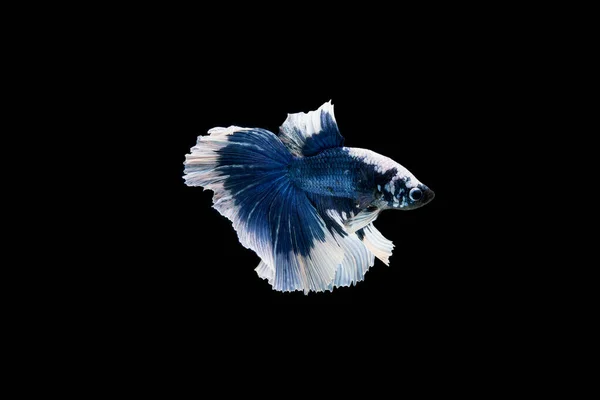 色彩艳丽的暹罗贝塔鱼 — 图库照片