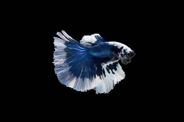 Prachtige Kleurrijke Siamese Betta Vis — Stockfoto