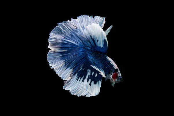 Prachtige Kleurrijke Siamese Betta Vis — Stockfoto