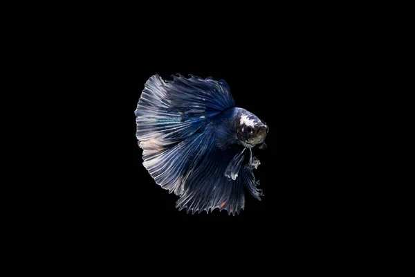 Bella Colorata Pesce Betta Siamese — Foto Stock