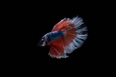 Siyam beta balığı dolu güzel bir renk. 