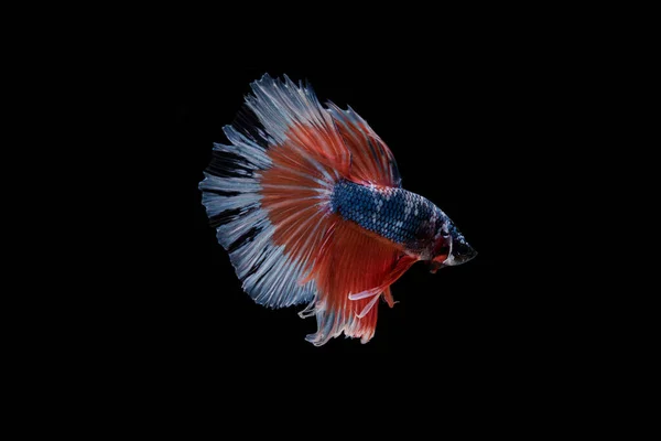 Belo Colorido Peixe Betta Siamês — Fotografia de Stock