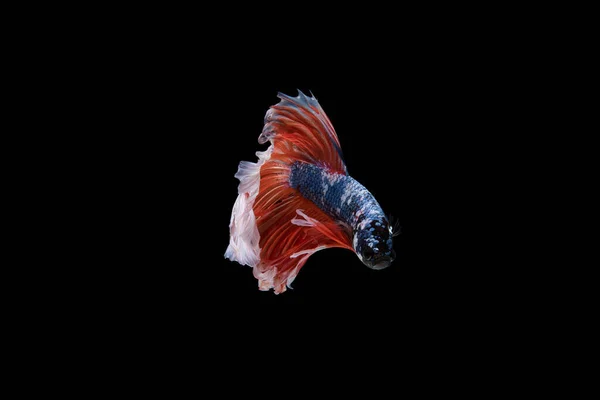 Bella Colorata Pesce Betta Siamese — Foto Stock