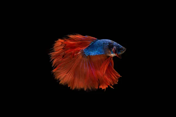 Beau Coloré Poisson Betta Siamois — Photo