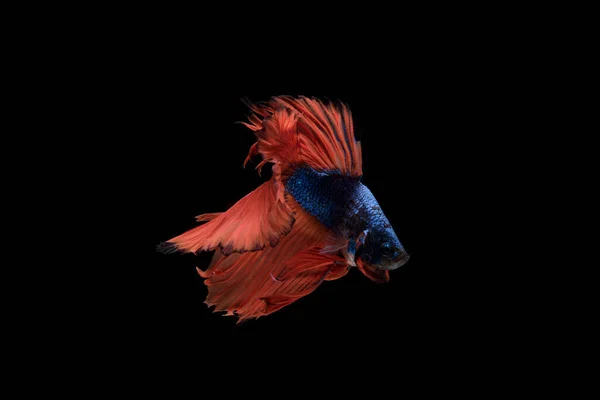 Beau Coloré Poisson Betta Siamois — Photo