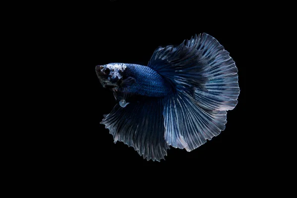 สวยงามส นของปลาสยามเบตต — ภาพถ่ายสต็อก