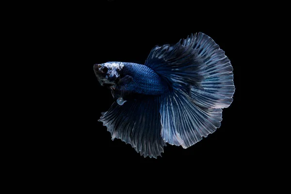 Beautiful Colorful Siamese Betta Fish — Stock Photo, Image