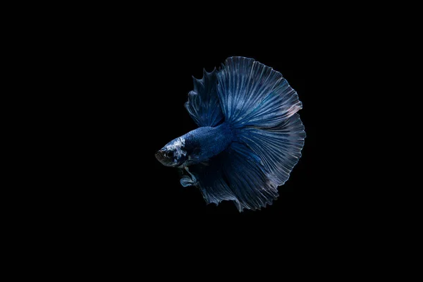 Hermoso Colorido Pez Betta Siamés — Foto de Stock