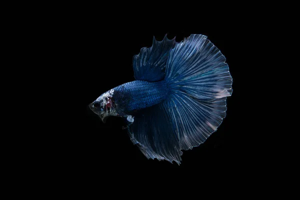 Belo Colorido Peixe Betta Siamês — Fotografia de Stock