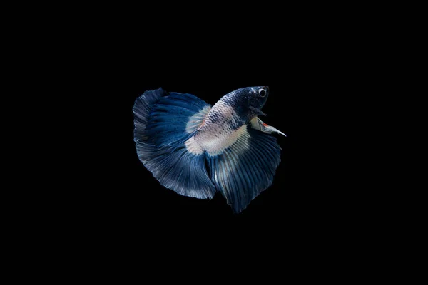 Prachtige Kleurrijke Siamese Betta Vis — Stockfoto