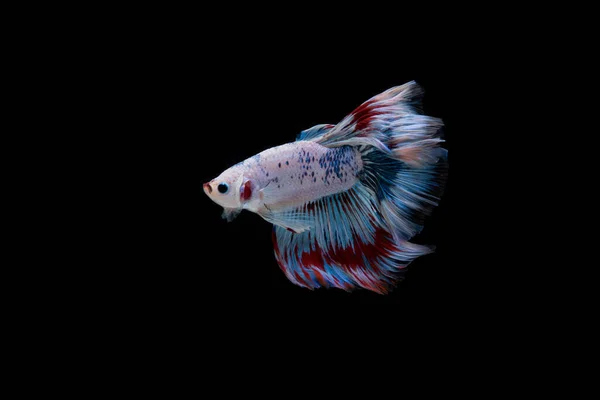 Belo Colorido Peixe Betta Siamês — Fotografia de Stock