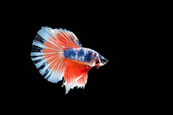 Belo Colorido Peixe Betta Siamês — Fotografia de Stock