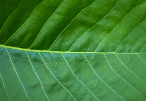 Green Leaf Texture Background — Stock Photo, Image