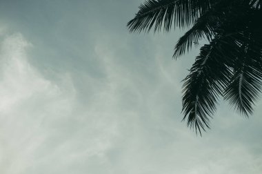 Tayland 'da Hindistan cevizi ve gökyüzü bahçeleri