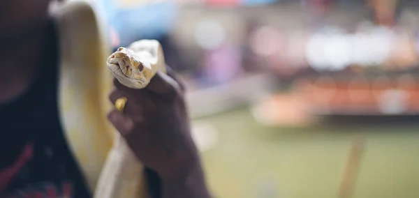 タイのBoa Snake Tamer 選択的フォーカス — ストック写真