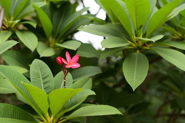 Eine Rosa Blume Die Auf Einem Baum Blüht — Stockfoto