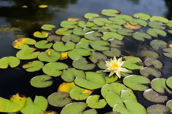 One White Lotus Flower Pool — Stock Photo, Image