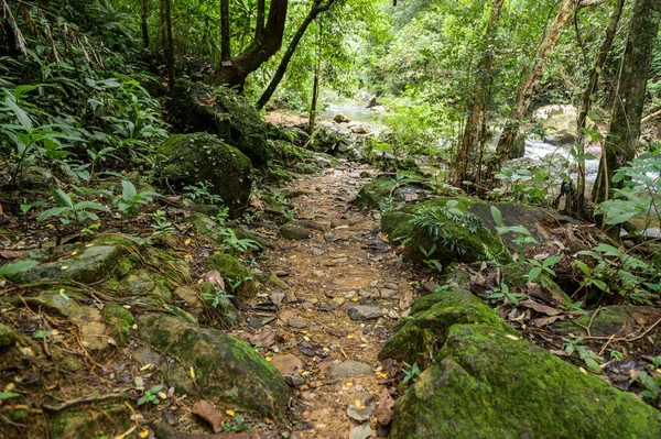 Abundante Bosque Tailandia — Foto de Stock