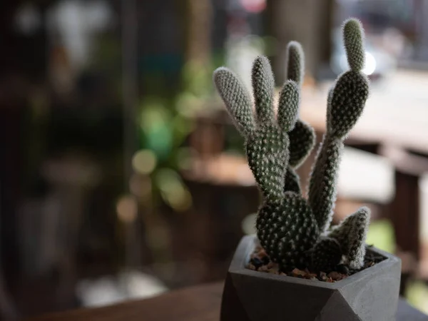 Árboles Cactus Macetas Enfoque Selectivo — Foto de Stock