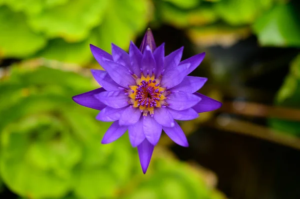 One Purple Lotus Flower Top View — Stock Photo, Image