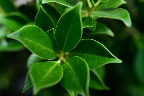 Hojas Color Verde Oscuro Para Fondo Enfoque Selectivo — Foto de Stock