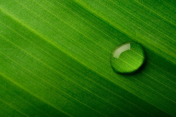 Droppar Vatten Som Faller Bananblad Selektivt Fokus — Stockfoto