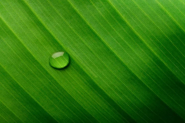 Drops Water Falling Banana Leaves Selective Focus — Stock Photo, Image