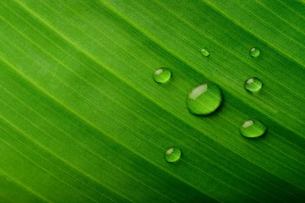 Many Drops Water Drop Banana Leaves Selective Focus — Stock Photo, Image